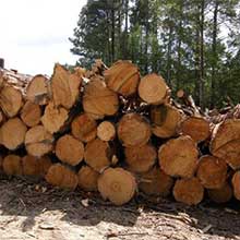 Forestry